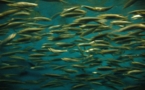 El cambio climático reducirá en un veinte por ciento el tamaño de los peces