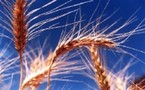 Identificados los genes del trigo responsables de la tolerancia al frío