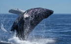 Objetivo: recuperar la ballena azul antártica