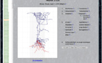 Informáticos y biomédicos renuevan la clasificación y nomenclatura de las neuronas