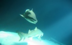 La piel del tiburón nos enseña a viajar velozmente por el agua 