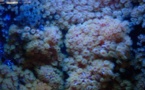 Los corales se protegen del calentamiento global