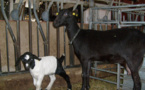 Cruzan cabras españolas y sudafricanas para obtener una raza que crece muy rápido