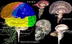 Un software permite visualizar en 3D la actividad cerebral humana