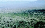 La deforestación amenaza a 3.000 ecosistemas y a 1.600 especies en Australia