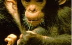Una nueva investigación concluye que los chimpancés también son humanos