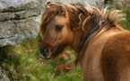 Los genes del caballo reflejan su adaptación a las sociedades humanas