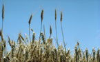 La inmunoterapia oral muestra resultados prometedores contra la alergia al trigo
