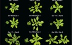 Nuevos datos sobre la evolución genética del sistema inmunitario de los vegetales