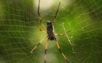 Crean la fibra de seda de araña más resistente del mundo