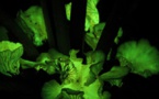 Algunos hongos brillan en la oscuridad para atraer a insectos