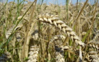 El cambio climático adelanta el crecimiento primaveral de los cultivos en España