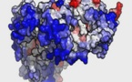 Un método en 3D muestra cómo se agregan las proteínas y forman compuestos tóxicos
