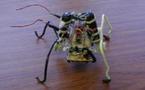 Crean un robot dirigido por el cerebro de una polilla