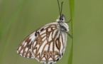 Primer catálogo genético de las mariposas peninsulares