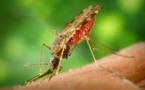 Un microscopio con Inteligencia Artificial diagnostica por sí solo la malaria  