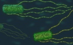 Un lenguaje de programación para añadir ADN a las bacterias vivas