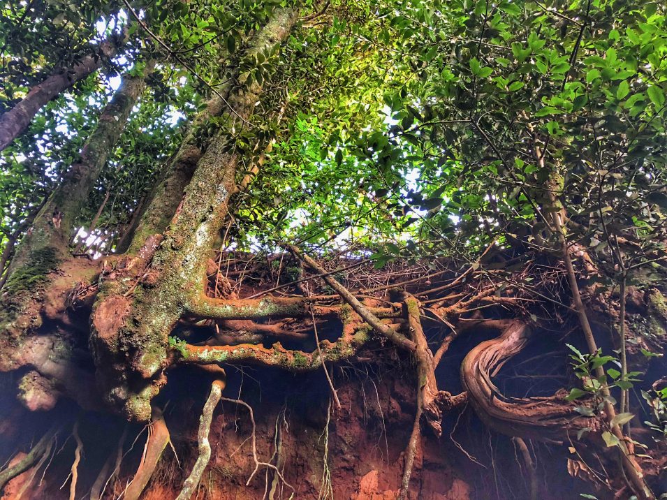 La cosecha del 2020 La cosecha del 2020