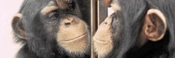 Debate sobre el auto-reconocimiento en primates