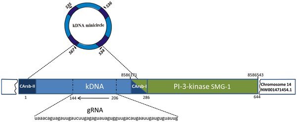 Esquema de la inserción del DNA de T. cruzi en el material genético de Gallus gallus: Fuente: PLoS