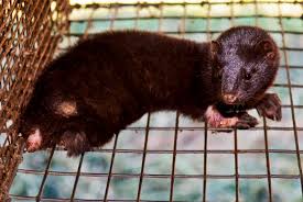 Cómo proteger la fauna en España gracias al Internet de las Cosas