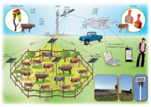 La tecnología IoT irrumpe con fuerza en la agricultura y ganadería La tecnología IoT irrumpe con fuerza en la agricultura y ganadería