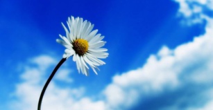 Telefónica impulsa una gestión sostenible del medio ambiente Telefónica impulsa una gestión sostenible del medio ambiente