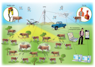 Telefónica colabora con Cattle-Watch para conectar la industria ganadera al IoT